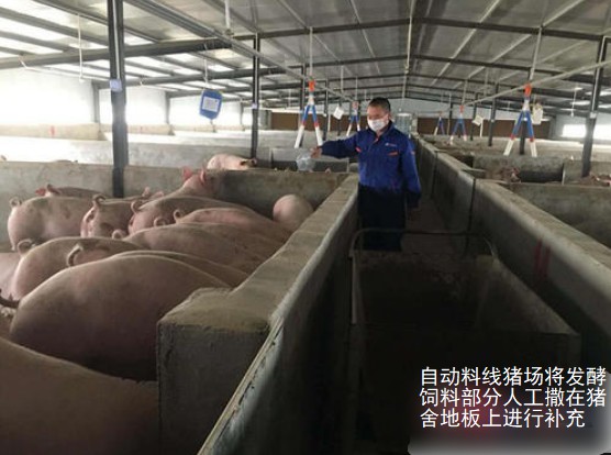自動(dòng)料線豬場將發(fā)酵飼料部分人工撒在豬舍地板是哪個(gè)補(bǔ)充即可，每天2次.jpg